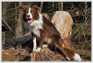 border collie speedy dream