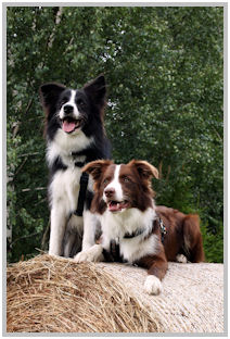 border collie speedy dream