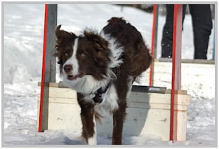 border collie speedy dream