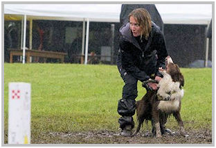 border collie speedy dream