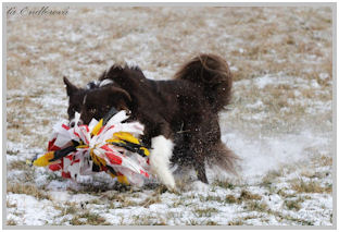 border collie speedy dream