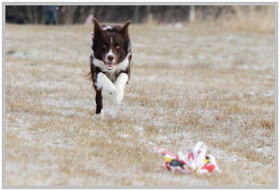 border collie speedy dream