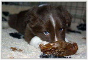 border collie speedy dream