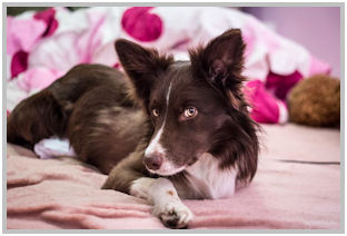 border collie speedy dream