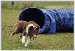 border collie speedy dream