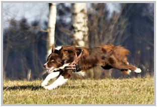 border collie speedy dream