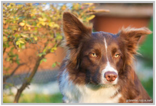 border collie speedy dream