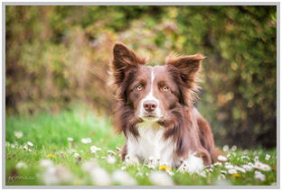 border collie speedy dream