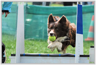 border collie speedy dream