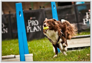 border collie speedy dream