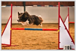 border collie speedy dream