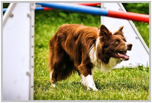 border collie speedy dream