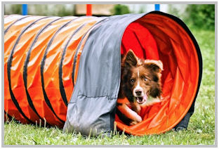 border collie speedy dream