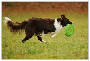 border collie speedy dream