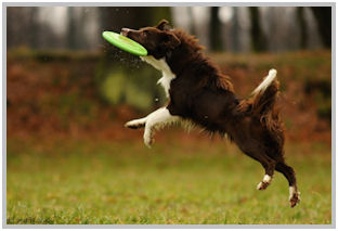 border collie speedy dream