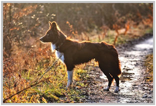 border collie speedy dream