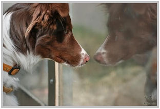 border collie speedy dream