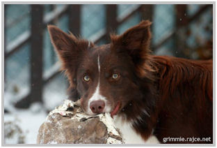 border collie speedy dream