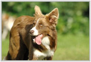 border collie speedy dream