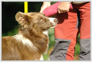 border collie speedy dream