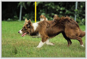 border collie speedy dream