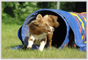 border collie speedy dream