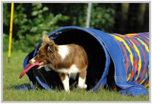 border collie speedy dream