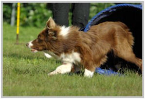 border collie speedy dream