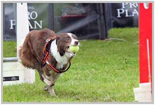 border collie speedy dream