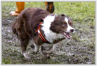 border collie speedy dream