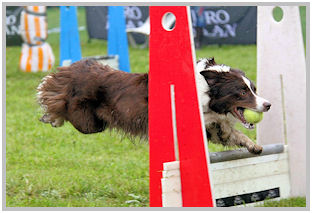 border collie speedy dream