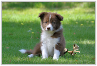 border collie speedy dream