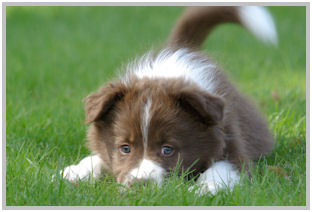 border collie speedy dream