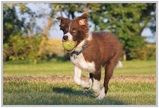 border collie speedy dream