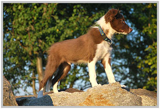 border collie speedy dream