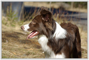 border collie speedy dream