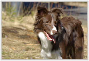 border collie speedy dream