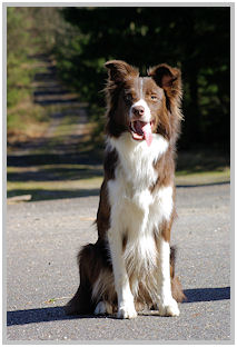 border collie speedy dream