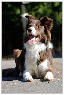 border collie speedy dream