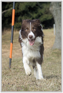 border collie speedy dream