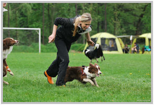 border collie speedy dream