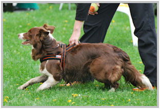 border collie speedy dream