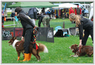 border collie speedy dream