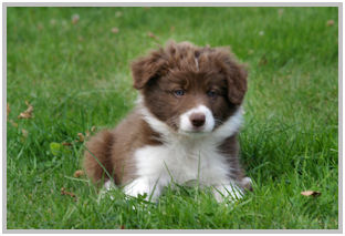 border collie speedy dream