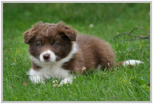 border collie speedy dream