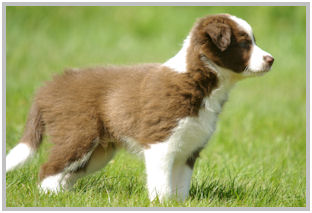 border collie speedy dream