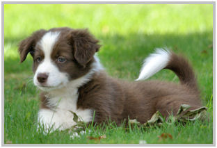 border collie speedy dream