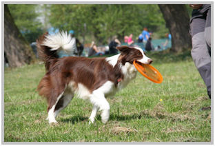 border collie speedy dream