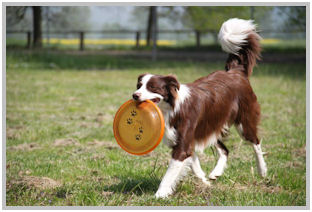 border collie speedy dream
