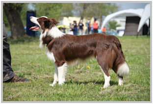 border collie speedy dream